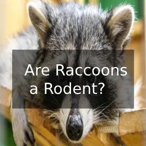 Are Raccoons a Rodent? Raccoons Classification