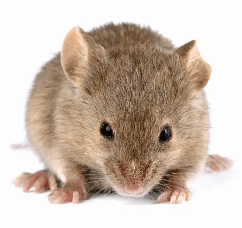 Get Rid of Rodents Under Mobile Home