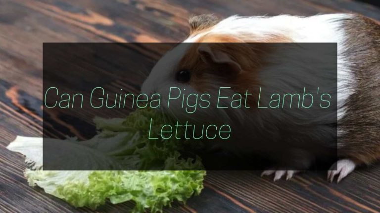 Can Guinea Pigs Eat Lamb’s Lettuce? Risks and Benefits