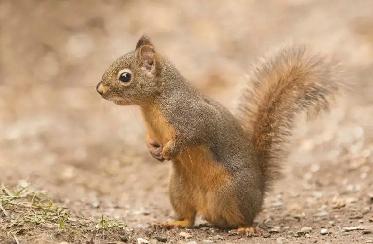 [Explored] Can Squirrels Eat Grapes?