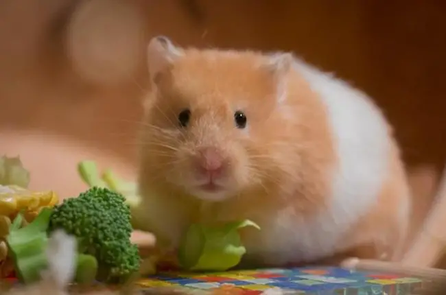 What Vegetables Do Hamsters Eat | What To Feed Your Hammy