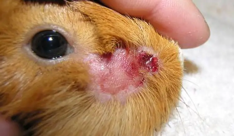 Will an Abscess Kill a Guinea Pig? You Should Know