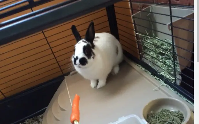 (6 Reasons) Why is My Rabbit Peeing Everywhere All of a Sudden?