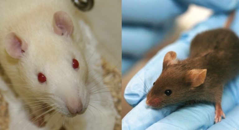 How Does the Poet’s Comparison of Mice and Humans Work?