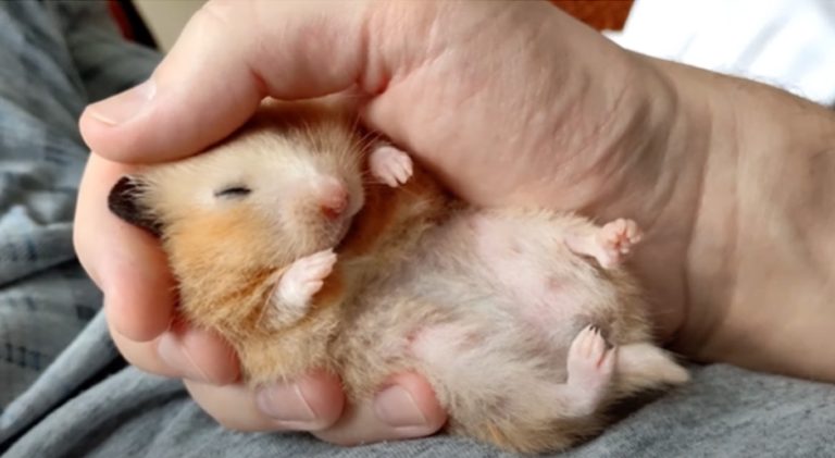 How to Wake a Hibernating Hamster? A Gentle Guide